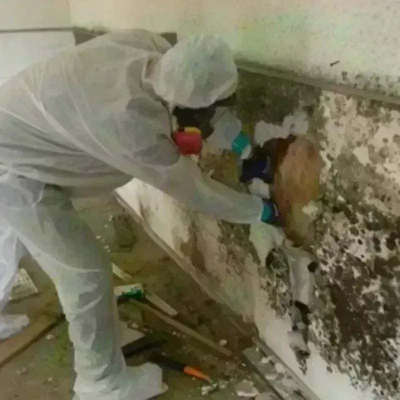 Mold Remediation and Removal in Choctaw County, AL